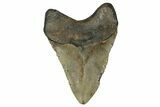 Fossil Megalodon Tooth - North Carolina #355839-2